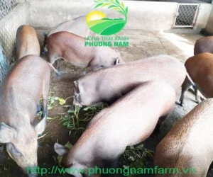 Giống Heo Rừng Phương Nam – Công Ty TNHH Nông Trại Xanh Phương Nam