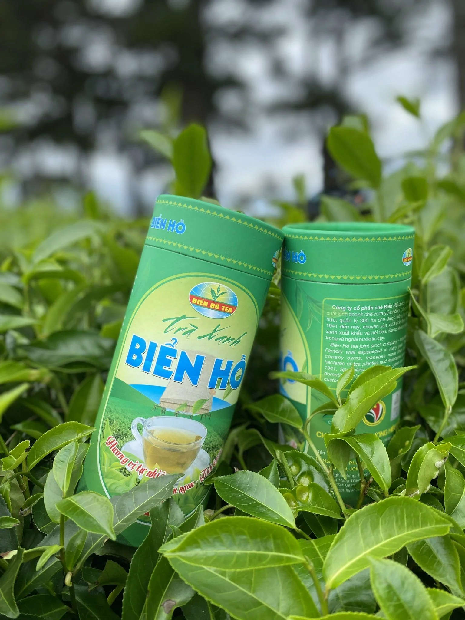 Chè Biển Hồ – Công Ty CP Chè Biển Hồ