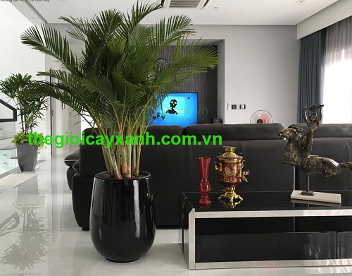 Công Ty TNHH Đầu Tư Cuộc Sống