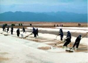 Muối Sosal Group – Công Ty CP Tập Đoàn Muối Miền Nam