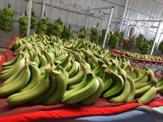 Kho Lạnh Tuấn Phong – Công Ty TNHH TM DV Điện Lạnh Công Nghiệp Tuấn Phong