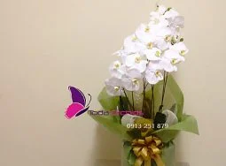 Công Ty TNHH Hoa Lan TODA