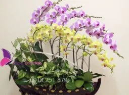 Công Ty TNHH Hoa Lan TODA