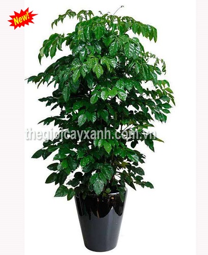 Công Ty TNHH Đầu Tư Cuộc Sống