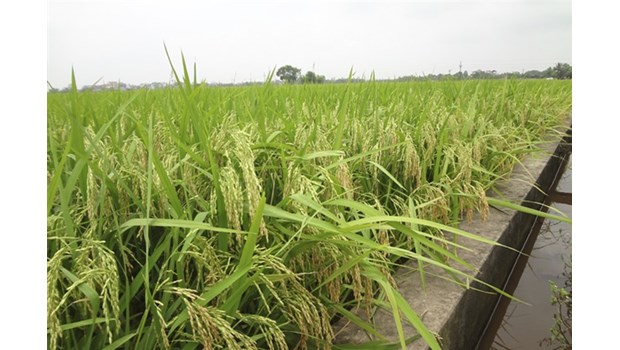 VINASEED – Công Ty Cổ Phần Giống Cây Trồng Trung Ương