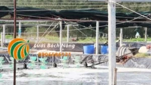 Vật Tư Nông Nghiệp Bách Nông – Công Ty TNHH Lưới Bách Nông