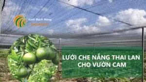 Vật Tư Nông Nghiệp Bách Nông – Công Ty TNHH Lưới Bách Nông