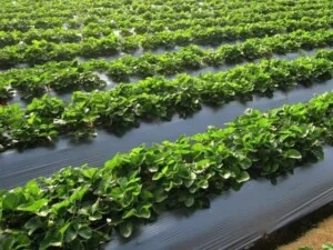 Màng Nông Nghiệp Miền Nam – Công Ty TNHH Sản Xuất Màng Nông Nghiệp Miền Nam