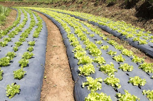 Bao Bì Nilon Tấn Tài – Công Ty TNHH Tấn Tài