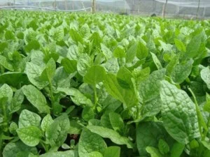 Cung Cấp Rau Sạch – Công Ty Cổ Phần Nông Sản Thực Phẩm Thành Nam