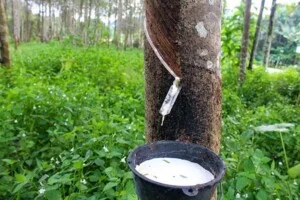 Cao Su Tân Đại An – Công Ty TNHH Một Thành Viên Thương Mại Dịch Vụ Cao Su Tân Đại An