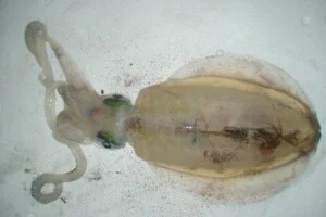 Công Ty Cổ Phần Xuất Nhập Khẩu Hải Sản Nha Trang