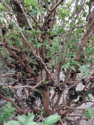 Nhà Vườn Đài Việt