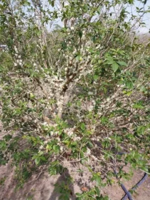 Nhà Vườn Đài Việt