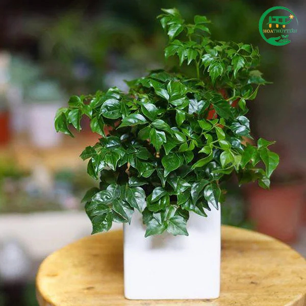 Cây Cảnh Hoa Thủy Tiên – Công Ty TNHH Thương Mại Dịch Vụ – Xuất Nhập Khẩu Hoa Thủy Tiên