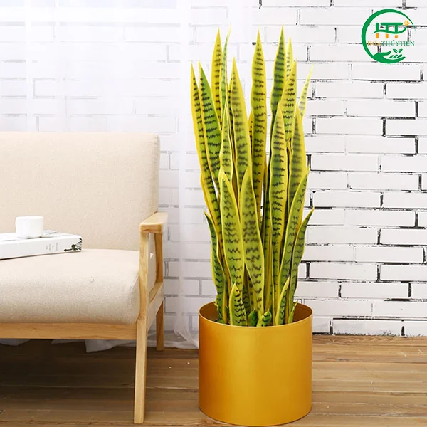 Cây Cảnh Hoa Thủy Tiên – Công Ty TNHH Thương Mại Dịch Vụ – Xuất Nhập Khẩu Hoa Thủy Tiên