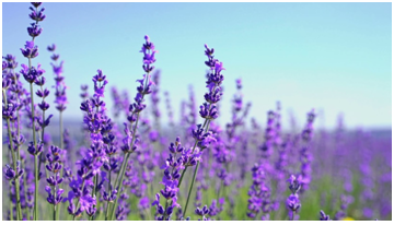 EVODIA Việt Nam – Công Ty TNHH EVODIA Việt Nam