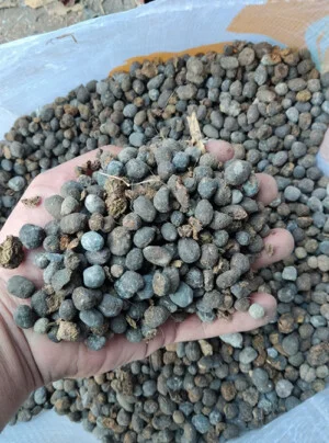 Đất Sạch Tiền Giang – Cơ Sở Sản Xuất Vạn Phát