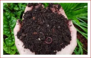 Công Ty Cổ Phần Dầu Khí Hồng Hà