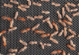 Công Ty TNHH Phát Triển Công Nghệ Sinh Hóa Hoàng Long