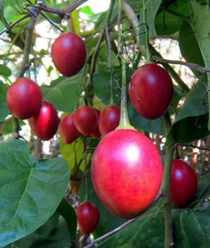 Công Ty TNHH Quốc Tế Nguyên Sinh