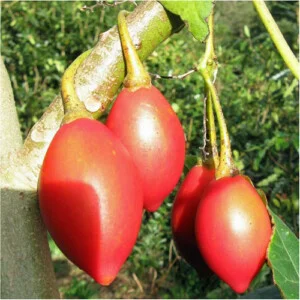 Công Ty TNHH Quốc Tế Nguyên Sinh