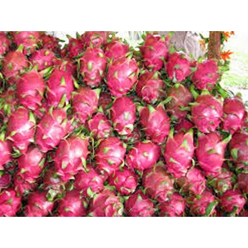 Dalat Natural Foods – Công Ty Cổ Phần Chế Biến Thực Phẩm Đà Lạt Tự Nhiên