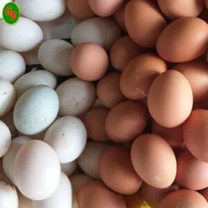 Cơ Sở Trứng Gia Cầm Gia Bảo