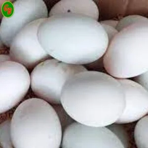 Cơ Sở Trứng Gia Cầm Gia Bảo