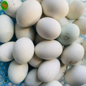 Cơ Sở Trứng Gia Cầm Gia Bảo