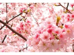 Vé Máy Bay VHA Việt Nam – Công Ty TNHH Thương Mại VHA Việt Nam