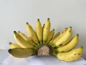 Công Ty TNHH Nông Nghiệp Hoàng An Vy