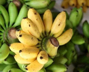 Công Ty TNHH Nông Nghiệp Hoàng An Vy