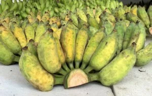 Công Ty TNHH Nông Nghiệp Hoàng An Vy