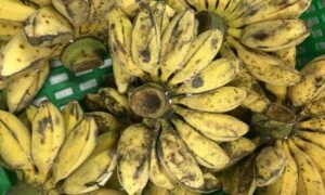 Công Ty TNHH Nông Nghiệp Hoàng An Vy