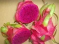 Nông Sản Rồng Đỏ – Công Ty TNHH Sản Xuất Thương Mại Dịch Vụ Rồng Đỏ