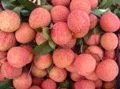 Nông Sản Rồng Đỏ – Công Ty TNHH Sản Xuất Thương Mại Dịch Vụ Rồng Đỏ