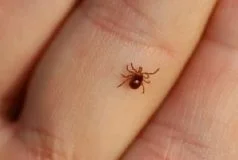 Công Ty TNHH Diệt Mối Và Côn Trùng D&D Việt Nam