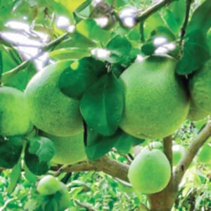 Nông Sản Hồ Gươm – Công Ty Cổ Phần Tập Đoàn Hồ Gươm