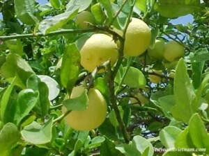 Công Ty Cổ Phần Thương Mại Dịch Vụ Tư Vấn Cây Cảnh Việt Nam