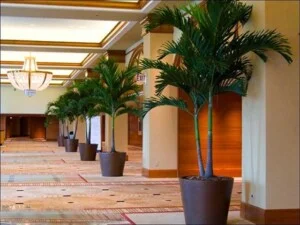 DNGreen – Công Ty Cổ Phần Điểm Nhấn Xanh