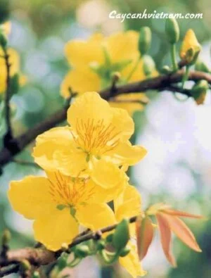 Công Ty Cổ Phần Thương Mại Dịch Vụ Tư Vấn Cây Cảnh Việt Nam