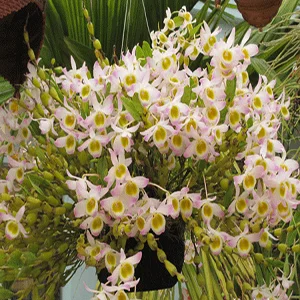 Công Ty Cổ Phần Thương Mại Dịch Vụ Tư Vấn Cây Cảnh Việt Nam