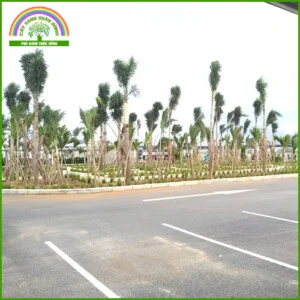Cây Xanh Xuân Hồng – Công Ty Trách Nhiệm Hữu Hạn Cây Xanh Xuân Hồng