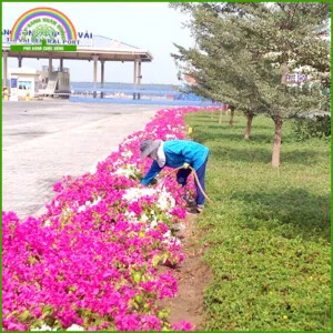 Cây Xanh Xuân Hồng – Công Ty Trách Nhiệm Hữu Hạn Cây Xanh Xuân Hồng
