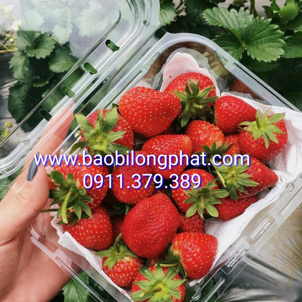 Bao Bì Long Phát – Công Ty TNHH Bao Bì Long Phát