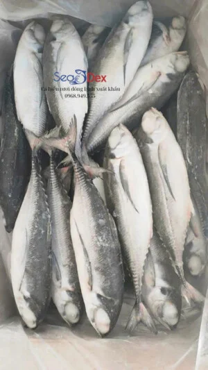 Thủy Hải Sản SEADEX – Công Ty TNHH SEADEX