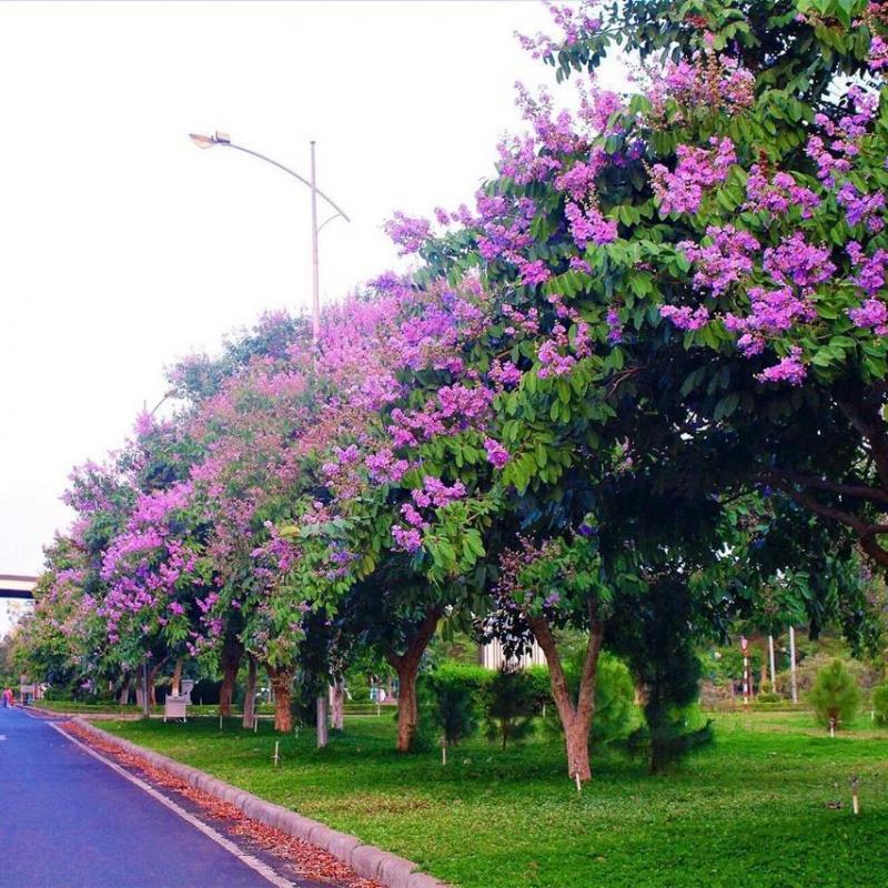 Cây Xanh Tân An – Công Ty TNHH TM Đầu Tư Và Xây Dựng Tân An