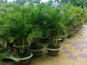 DNGreen – Công Ty Cổ Phần Điểm Nhấn Xanh