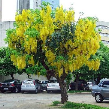 Cây Xanh Tân An – Công Ty TNHH TM Đầu Tư Và Xây Dựng Tân An